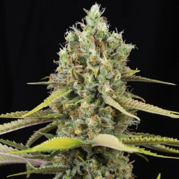 Lemon King [ Eva Seeds ] ☘️ Diosa Planta