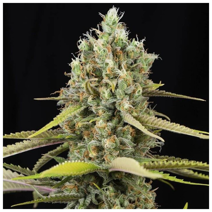 Lemon King [ Eva Seeds ] ☘️ Diosa Planta