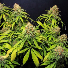 Jamaican Dream CBD [ Eva Seeds ] ☘️ Diosa Planta