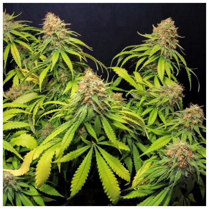 Jamaican Dream CBD [ Eva Seeds ] ☘️ Diosa Planta