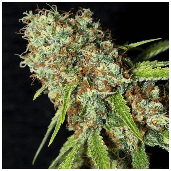 Jamaican Dream CBD [ Eva Seeds ] ☘️ Diosa Planta