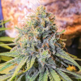 Only CBD [ Eva Seeds ] ☘️ Diosa Planta