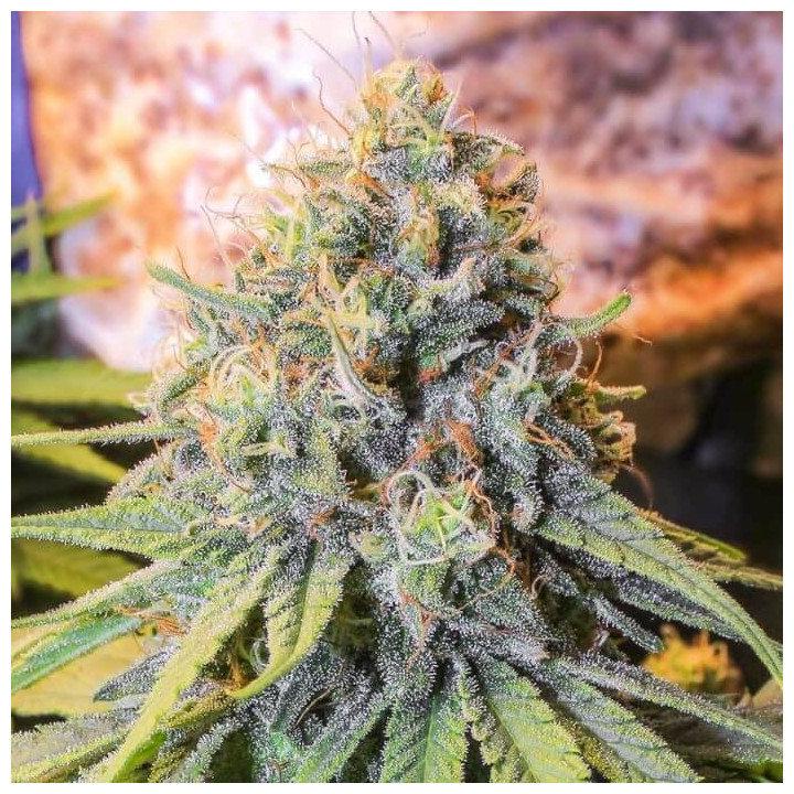 Only CBD [ Eva Seeds ] ☘️ Diosa Planta