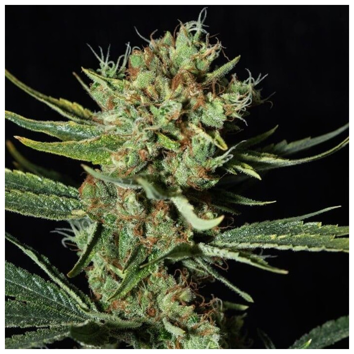 Only CBD [ Eva Seeds ] ☘️ Diosa Planta