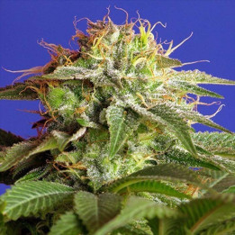 Paquete 100 semillas feminizadas Green Poison Sweet Seeds