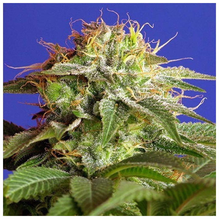 Paquete 100 semillas feminizadas Green Poison Sweet Seeds