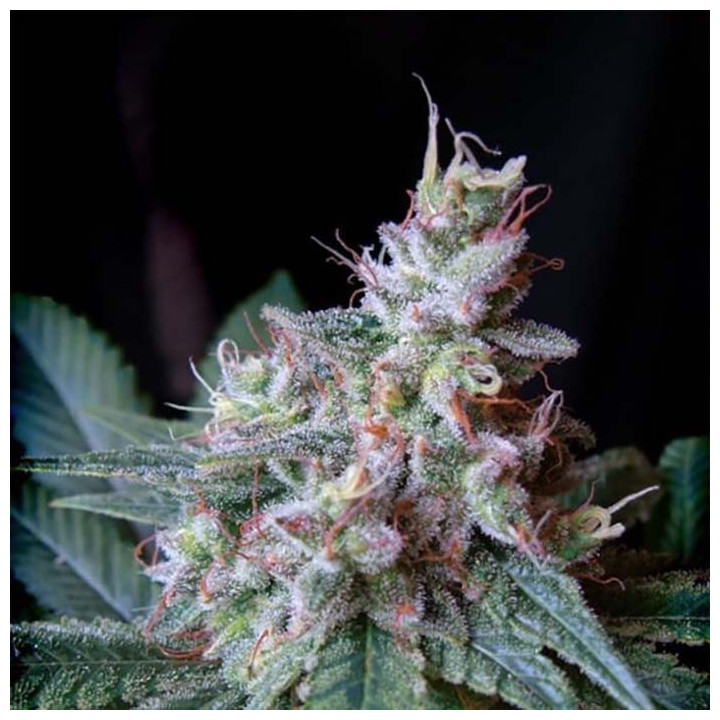 Paquete de 100 semillas feminizadas Cream Caramel de Sweet Seeds