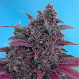 Paquete de 100 semillas autoflorecientes Dark Devil Auto de Sweet Seeds
