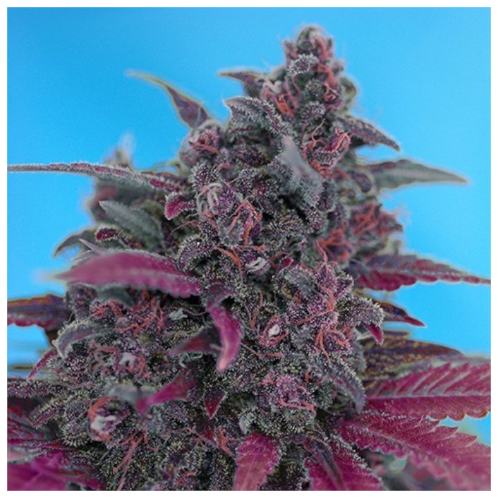 Paquete de 100 semillas autoflorecientes Dark Devil Auto de Sweet Seeds