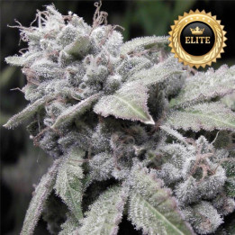 Paquete de 50 semillas feminizadas autoflorecientes Gorilla Glue Auto a granel