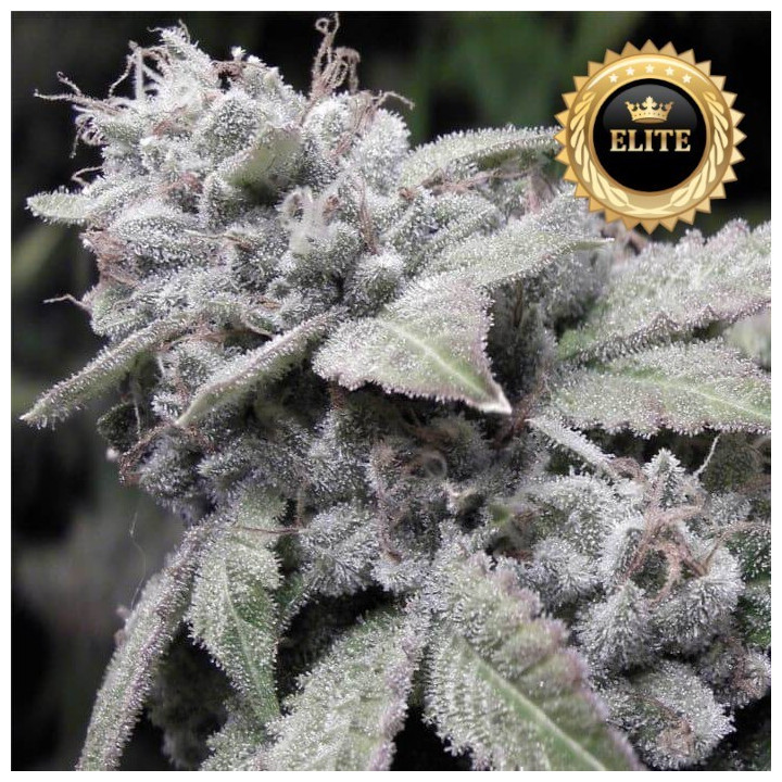 Paquete de 50 semillas feminizadas autoflorecientes Gorilla Glue Auto a granel