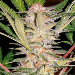 Paquete 100 semillas feminizadas S.A.D. de Sweet Seeds