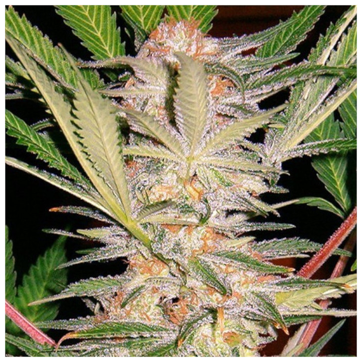 Paquete 100 semillas feminizadas S.A.D. de Sweet Seeds