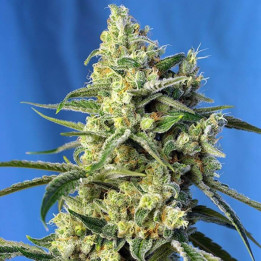 Paquete de 100 semillas feminizadas Sweet Amnesia Haze de Sweet Seeds
