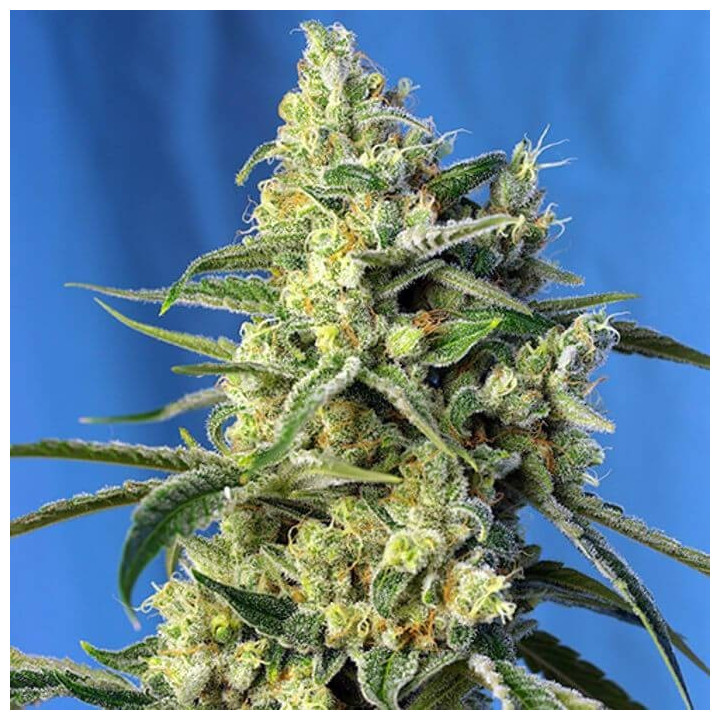 Paquete de 100 semillas feminizadas Sweet Amnesia Haze de Sweet Seeds