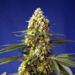 Paquete de 100 semillas autoflorecientes feminizadas de Strawberry Banana Gelato XL Auto de Sweet Seeds