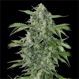 Auto Maxi Haze Grass o matic