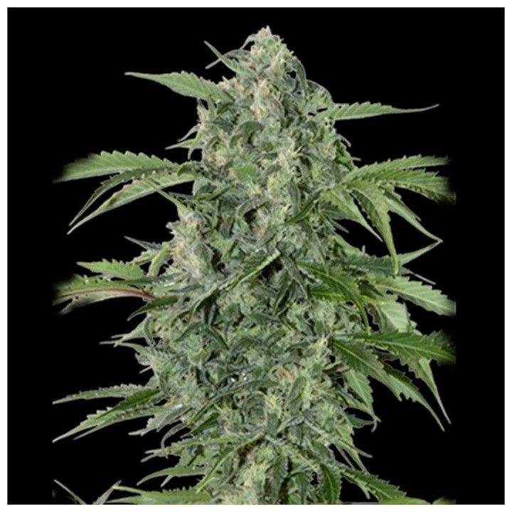 Auto Maxi Haze Grass o matic