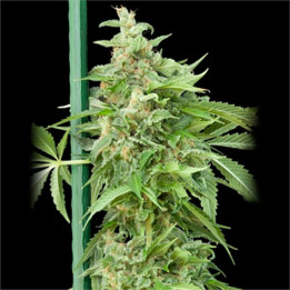 Auto Haze Gom Grass o matic