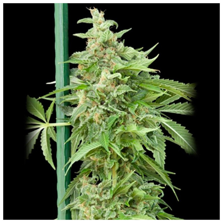 Auto Haze Gom Grass o matic