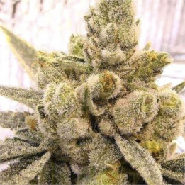 Gorilla Glue Fast Version - Semillas a granel Fast Version
