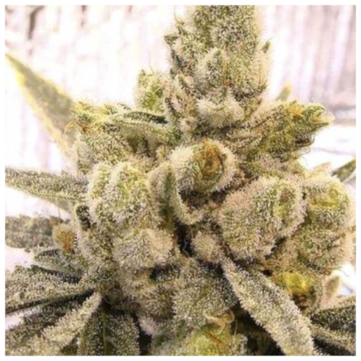 Gorilla Glue Fast Version - Semillas a granel Fast Version