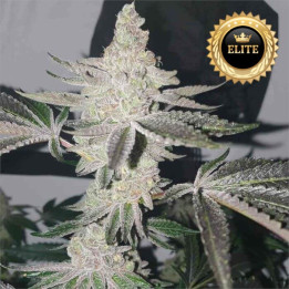 Semillas de Marihuana a granel feminizadas Apple Fritter