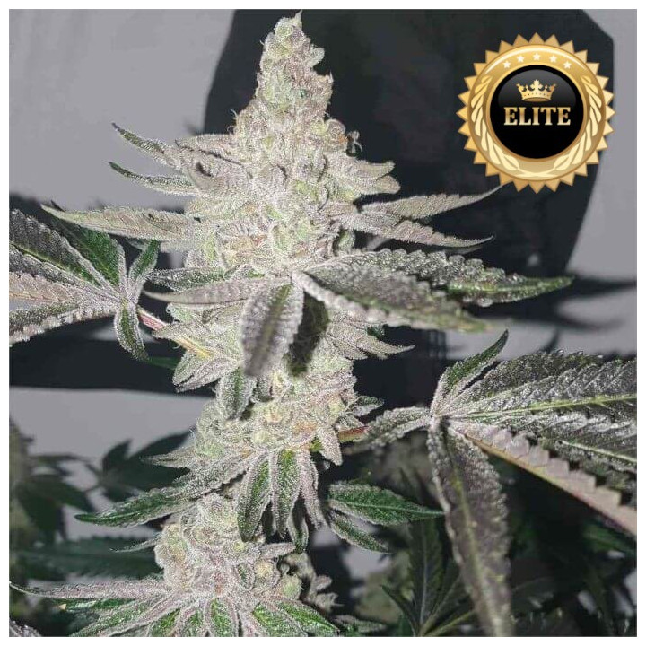 Semillas de Marihuana a granel feminizadas Apple Fritter