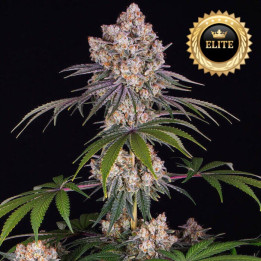 Semillas de Marihuana a granel feminizadas Ice Cream Cake