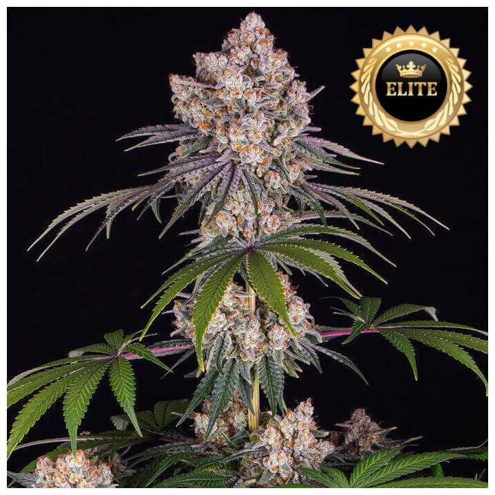 Semillas de Marihuana a granel feminizadas Ice Cream Cake