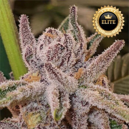 Semillas de Marihuana a granel feminizadas Tropicanna Cookies