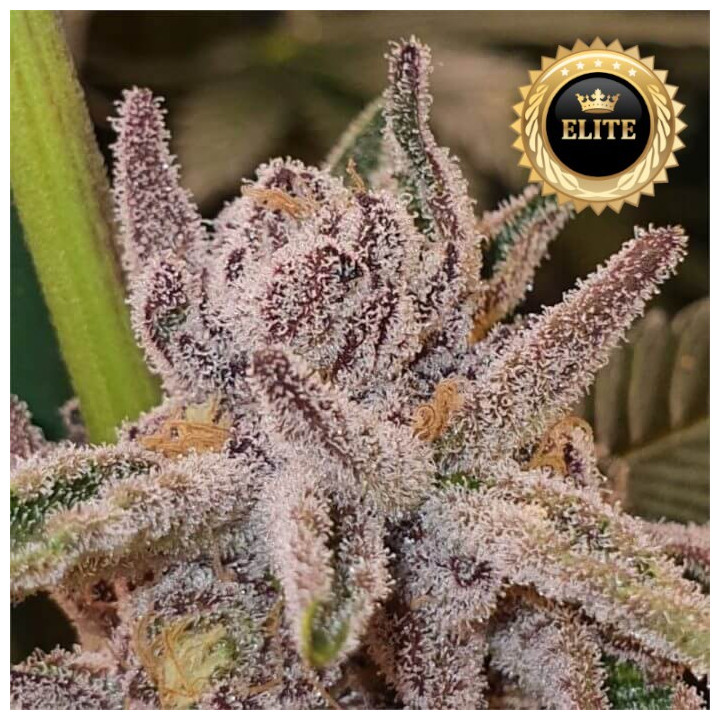 Semillas de Marihuana a granel feminizadas Tropicanna Cookies