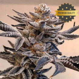 Semillas de Marihuana a granel feminizadas Animal Mints