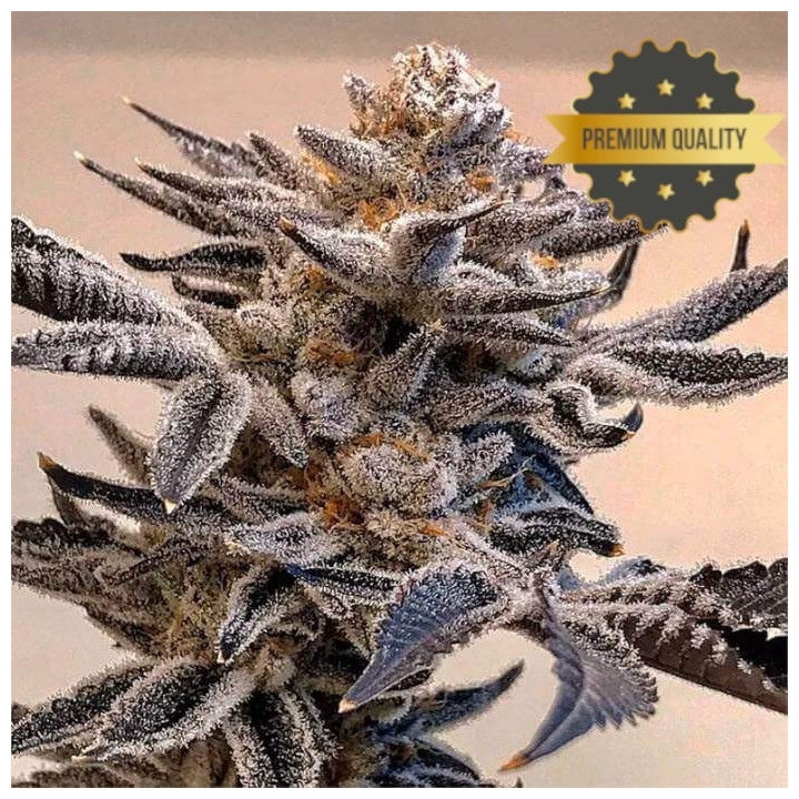 Semillas de Marihuana a granel feminizadas Animal Mints