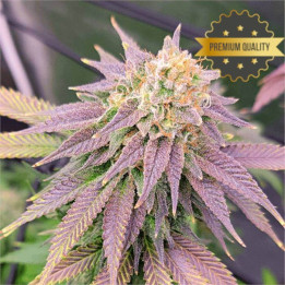 Semillas de Marihuana a granel feminizadas Ghost Og