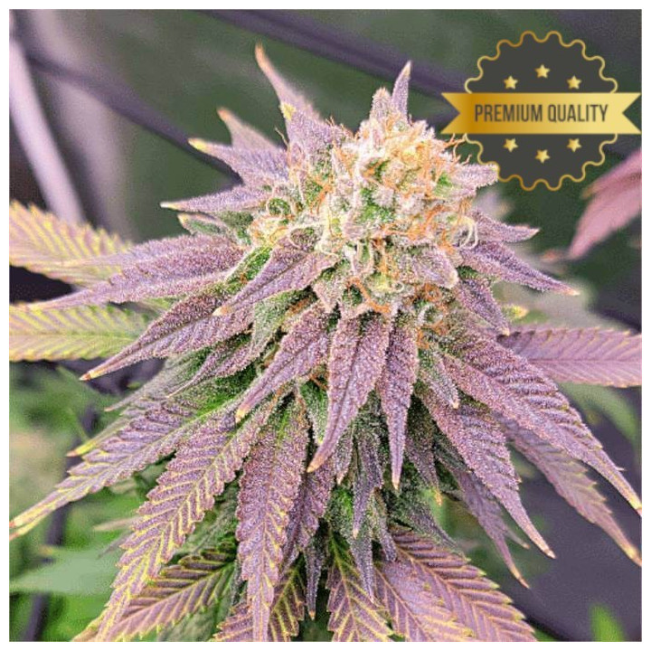 Semillas de Marihuana a granel feminizadas Ghost Og