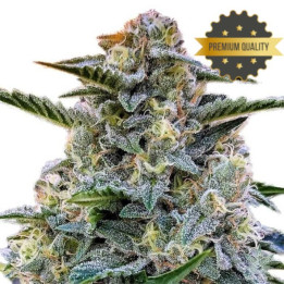 Semillas de Marihuana a granel feminizadas Bruce Banner
