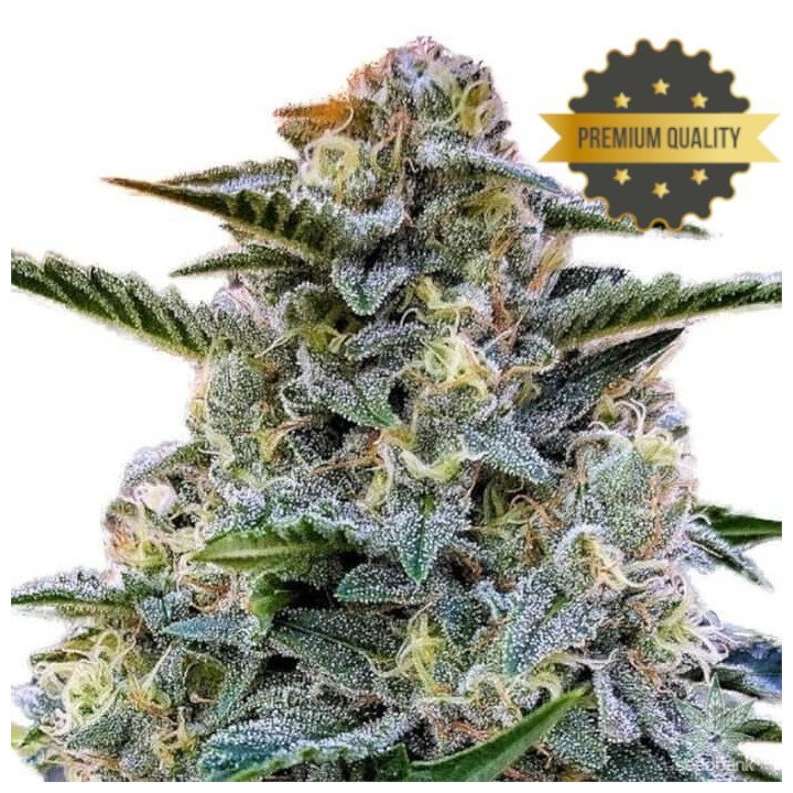 Semillas de Marihuana a granel feminizadas Bruce Banner