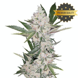 Semillas de Marihuana a granel feminizadas Chemdawg