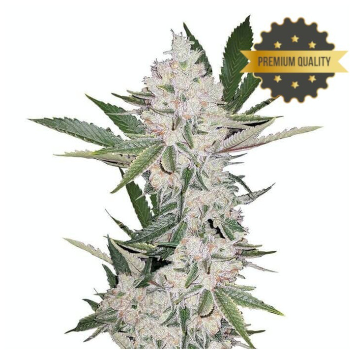 Semillas de Marihuana a granel feminizadas Chemdawg