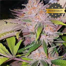 Semillas de Marihuana a granel feminizadas Forbbiden Fruit