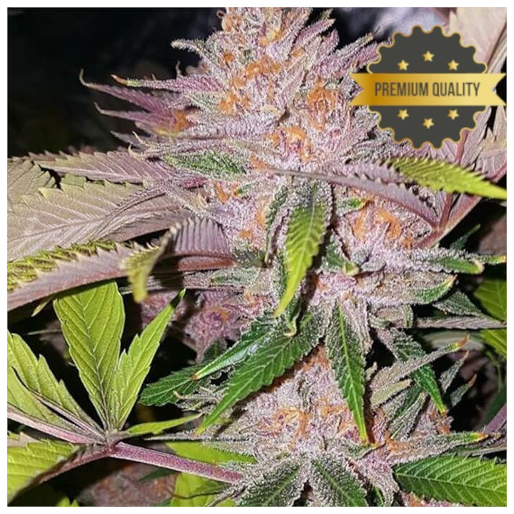Semillas de Marihuana a granel feminizadas Forbbiden Fruit