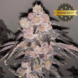 Semillas de Marihuana a granel feminizadas Skywalker OG