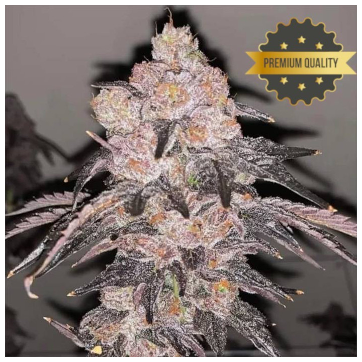 Semillas de Marihuana a granel feminizadas Skywalker OG