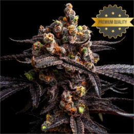 Semillas de Marihuana a granel feminizadas Alien Cookies