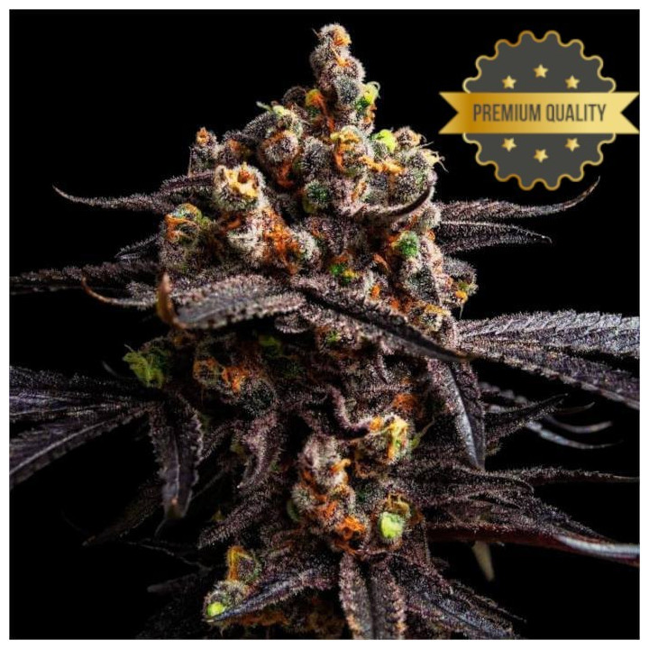 Semillas de Marihuana a granel feminizadas Alien Cookies