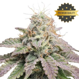 Semillas de Marihuana a granel feminizadas Cherry Pie
