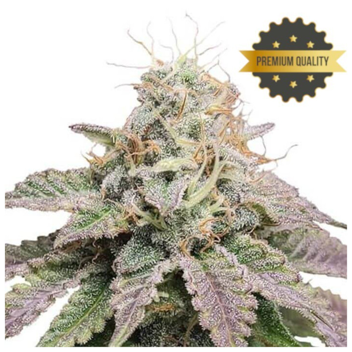 Semillas de Marihuana a granel feminizadas Cherry Pie