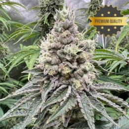 Semillas de Marihuana a granel feminizadas GMO Cookies