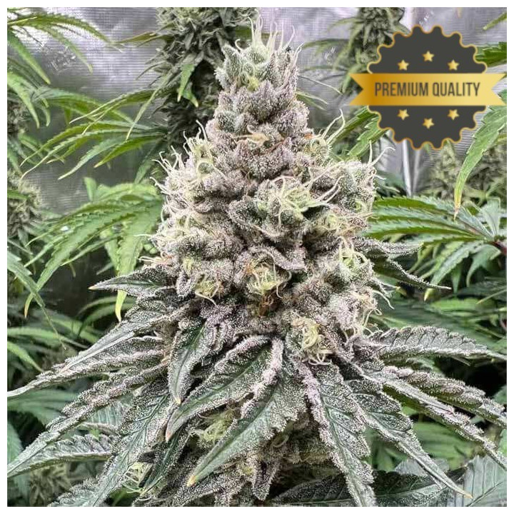 Semillas de Marihuana a granel feminizadas GMO Cookies